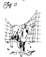 Figure 11: Being natural climbers, goats will clamber up rocks, trees, walls, low sheds and floppy wire fences.